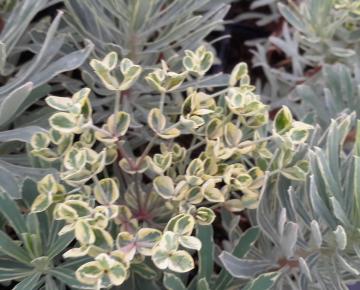 Euphorbia characias 'Silver Edge'