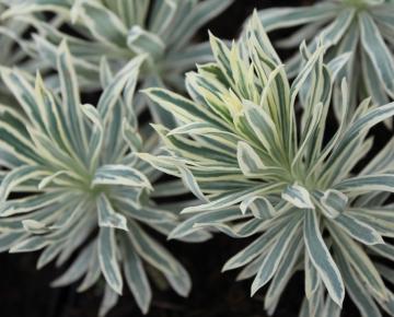 Euphorbia characias 'Tasmanian Tiger' PBR