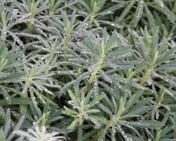 Euphorbia characias subsp.wulfenii