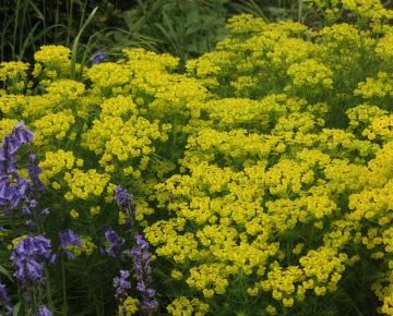 Euphorbia cyparissias