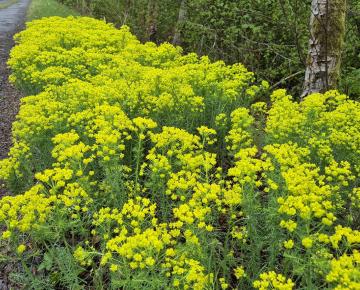 Euphorbia cyparissias