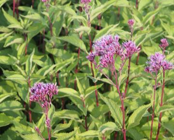 Eupatorium dubium 'Baby Joe' PBR