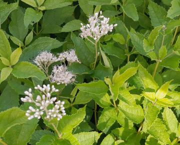 Eupatorium fistulosum 'Bartered Bride'