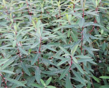 Euphorbia griffithii 'Beauty Orange'