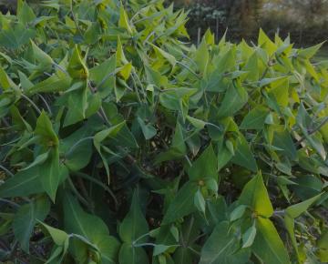 Euphorbia lathyris