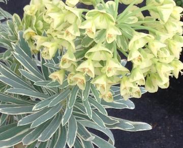 Euphorbia martinii (x) 'Ascot Rainbow' PBR