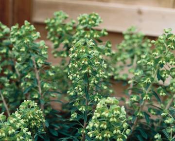 Euphorbia martinii (x)