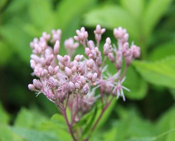 Eupatorium  'Mask'