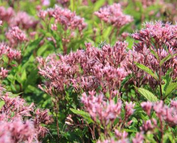 Eupatorium maculatum 'Purple Bush'