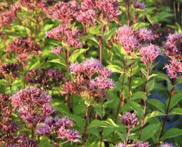 Eupatorium maculatum 'Phantom' ®
