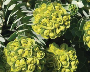 Euphorbia myrsinites
