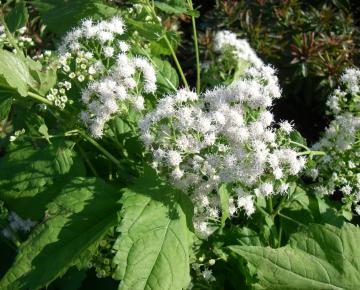 Eupatorium rugosum 'Braunlaub'