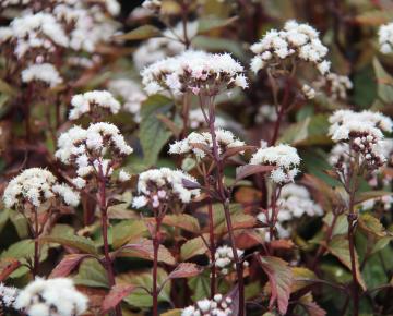 Eupatorium rugosum 'Chocolate'