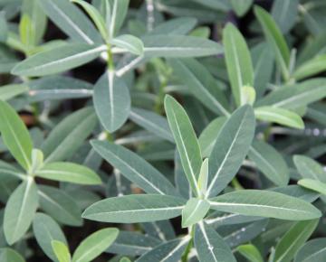 Euphorbia schillingii