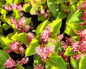 Fallopia japonica 'Rosea'