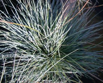 Festuca glauca 'Elijah Blue'