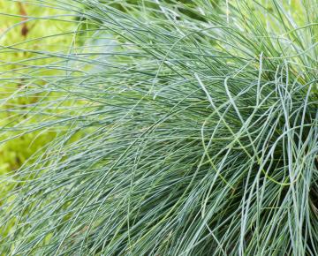 Festuca glauca