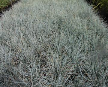 Festuca glauca 'Uchte'