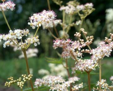 Filipendula palmata 'Nana'