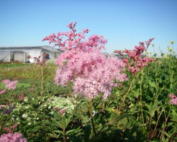 Filipendula rubra 'Venusta'
