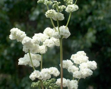 Filipendula ulmaria 'Plena'