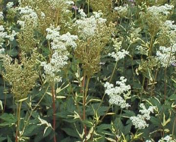 Filipendula ulmaria 'Variegata'