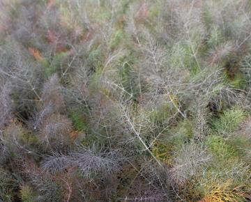 Foeniculum vulgare 'Giant Bronze'
