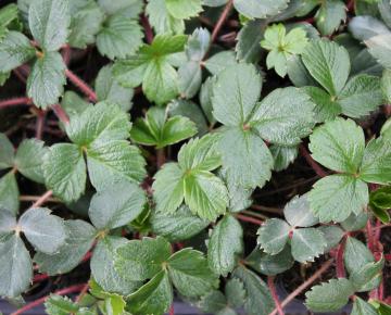 Fragaria chiloensis
