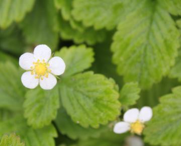 Fragaria vesca