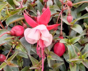 Fuchsia  'Lady Thumb'
