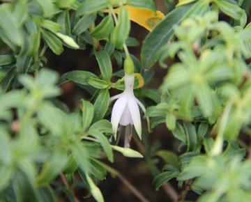 Fuchsia magellanica 'Alba' (var.molinae)