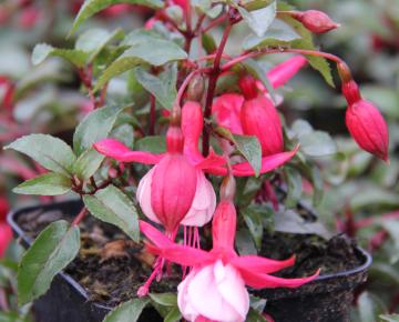 Fuchsia  'Madame Cornelissen'