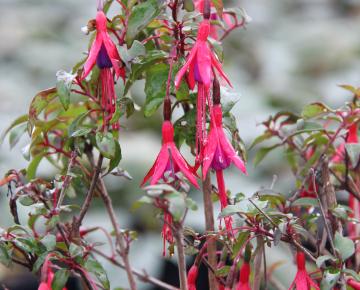 Fuchsia  'Riccartonii'