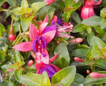 Fuchsia  'Tom Thumb'