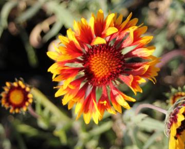 Gaillardia  'Bremen'