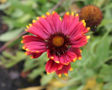 Gaillardia  'Burgunder'