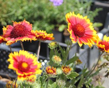 Gaillardia  'Kobold'