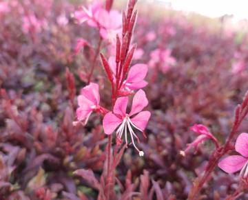 Gaura lindheimeri 'Blaze' PBR