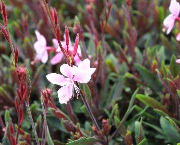 Gaura lindheimeri 'Cherry Brandy' ®