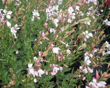 Gaura lindheimeri 'Corrie's Gold'