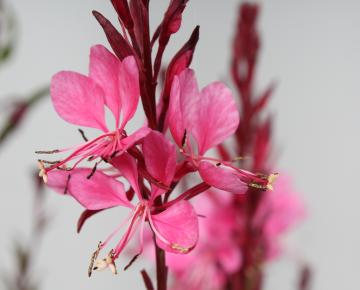Gaura lindheimeri 'Flamingo Pink '