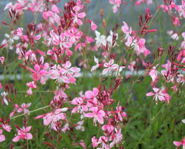 Gaura lindheimeri 'Rosy Jane' PBR