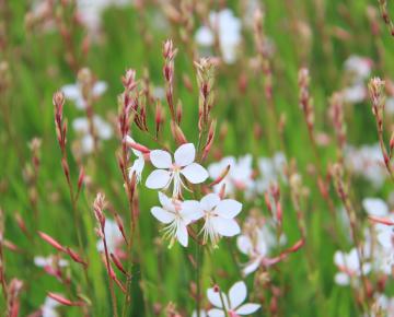 Gaura lindheimeri 'Short Form'