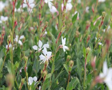 Gaura lindheimeri 'Snowstorm'