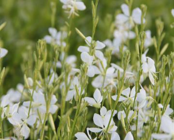 Gaura lindheimeri 'Snowbird'