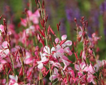 Gaura lindheimeri 'Siskyou Pink'
