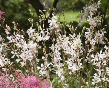 Gaura lindheimeri 'Sparkling White'