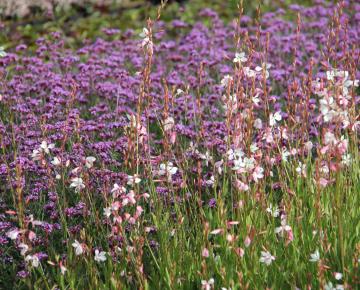 Gaura lindheimeri 'Whirling Butterflies'