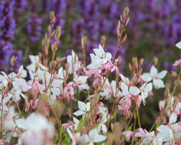 Gaura lindheimeri 'White Dove'
