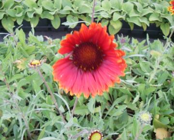 Gaillardia  'Tokayer'